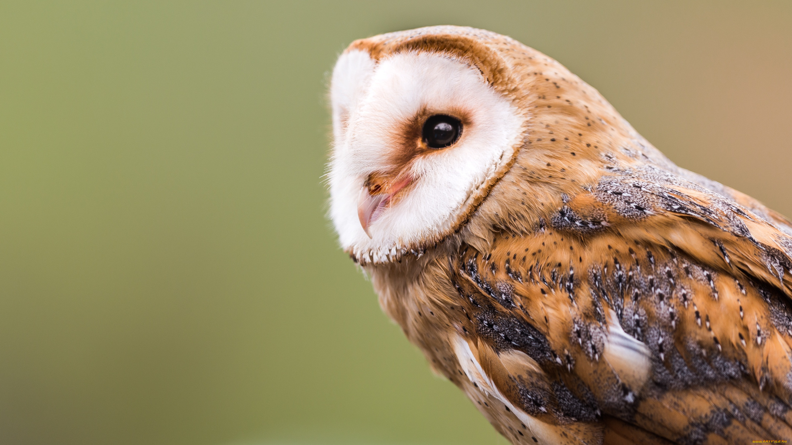 , , , , barn, owl, , 